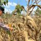 Polsek Montong Polres Tuban Turun Cek Tanaman jagung Warga di Desa Talun