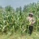 Polsek Soko polres Tuban Polda Jawa Timur Bergerak! Dukung Penuh Swasembada Pangan Presiden Prabowo Melalui Pendampingan Petani