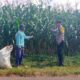 Sambang Petani Jagung, Kanit Binmas Dukung Ketahanan Pangan Nasional