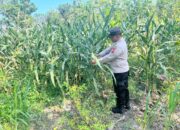 Polri Dukung Astacita, Polsek Rengel Polres Tuban Turun Cek Tanaman Jagung Warga di Desa Maibit