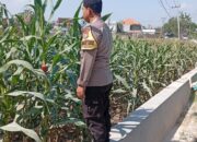 Polri Dukung Astacita, Polsek Rengel Polres Tuban Turun Cek Tanaman Jagung Warga di Desa Punggulrejo