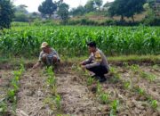 Polri Dukung Astacita, Polsek Grabagan Polres Tuban Turun Cek Tanaman jagung milik Warga di Desa Grabagan