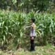 Polsek Senori Polres Tuban Melalui Anggota Bhabinkamtibmas Monitoring Tanaman Jagung Milik Warga Desa Wanglukulon Dukung Program Ketahanan Pangan
