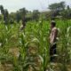 Polsek Plumpang Polres Tuban Turun Langsung Cek Tanaman Jagung Warga