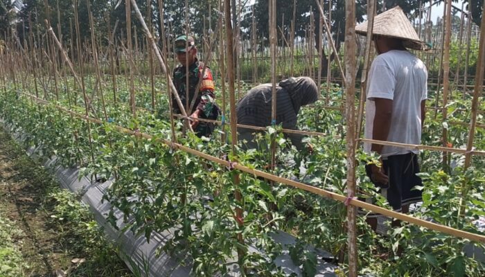Pendampingan Babinsa Koramil 1606/Lingsar Dorong Hasil Panen Tomat Berkualitas, Perkuat Rantai Pasok Pangan Desa