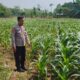 Polri Dukung Astacita, Polsek Merakurak Polres Tuban Turun Cek Tanaman Jagung Warga di Desa Tahulu