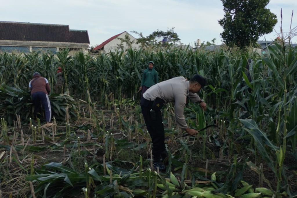 Dukung Ketahanan Pangan, Polsek Labuapi Inisiasi Tanam Jagung
