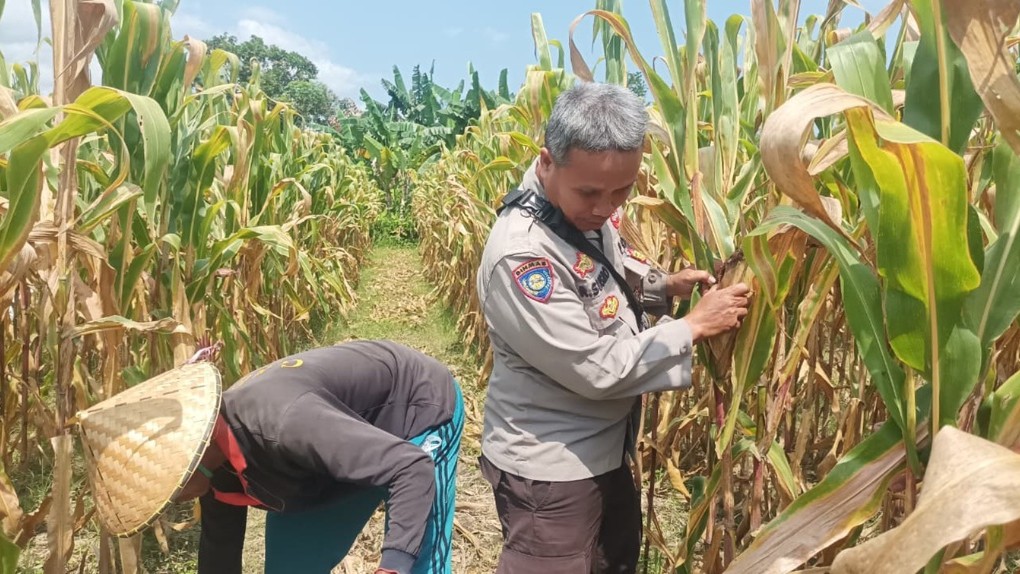 Bhabinkamtibmas Polsek Batulayar Ajak Warga Sukseskan Swasembada Pangan
