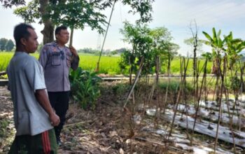 Cara Polsek Labuapi Perkuat Ketahanan Pangan Masyarakat