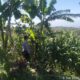 Bhabinkamtibmas Desa Aikprapa Aipda Agus Suputra Sambangi Petani Jagung, Ajak Dukung Program Swasembada Pangan