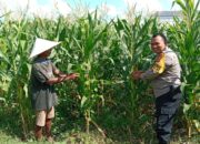 Bhabinkamtibmas Masuk Sawah di Josen Jogot, Kawal Ketahanan Pangan Sejak Fase Vegetatif Lanjut