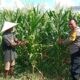 Strategi Polsek Labuapi Turun ke Sawah, Jaga Ketahanan Pangan Lewat Perawatan Jagung di Bagik Polak