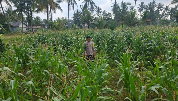 Bhabinkamtibmas Desa Danger Monitoring Ketahanan Pangan dan Ajak Warga Jaga Kamtibmas