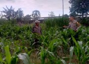Pantau Harga Bahan Pokok, Polsek Labuapi Perkuat Ketahanan Pangan Desa Terong Tawah