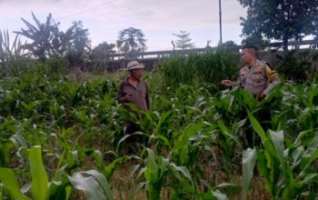 Pantau Harga Bahan Pokok, Polsek Labuapi Perkuat Ketahanan Pangan Desa Terong Tawah