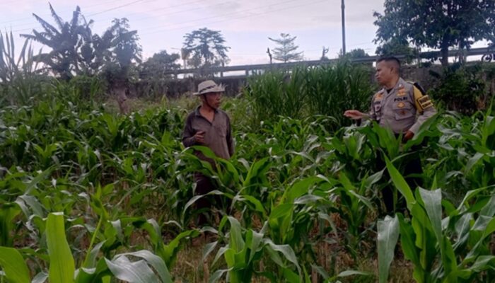 Polsek Labuapi Kawal Ketahanan Pangan dan Stabilitas Harga Pangan di Lombok Barat