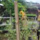 Dukung Ketahanan Pangan, Aksi Nyata Polsek Labuapi Sambangi Petani Bikin Haru dan Bangga