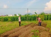 Sinergi Polri dan Petani, Polsek Labuapi Optimalkan Sektor Pertanian Demi Ketahanan Pangan