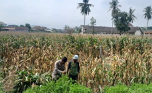 Dukung Ketahanan Pangan, Polsek Gerung Motivasi Petani Jagung