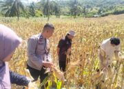 BPS RI Hitung Estimasi Panen Jagung Sekotong, Polisi Beri Pengawalan