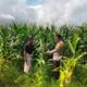 Bhabinkamtibmas Polsek Hu’u Pantau Lahan Jagung Warga, Dorong Pemanfaatan Pekarangan untuk Tingkatkan Kesejahteraan Petani