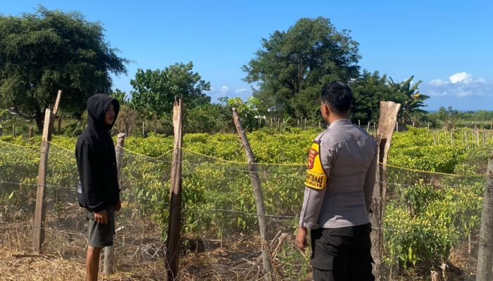 Dukung Ketahanan Pangan, Bhabinkamtibmas Desa Suka Mulya Sambangi Petani Cabai di Labangka