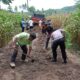 Gotong Royong Bangun Jalan Ekonomi, Bhabinkamtibmas Desa Dorebara Dorong Peningkatan Kesejahteraan Petani