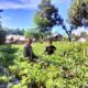 Tinjau Lahan Produktif, Bhabinkamtibmas Desa Labuhan Badas Motivasi Petani Cabai Dukung Ketahanan Pangan
