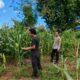 Dukung Ketahanan Pangan Nasional, Bhabinkamtibmas Desa Dorokobo Ajak Warga Optimalkan Lahan Pekarangan dan Tingkatkan Produktivitas Jagung