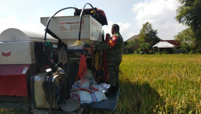 Babinsa Midang Dampingi Panen Padi, Semangat Petani Kian Menguat