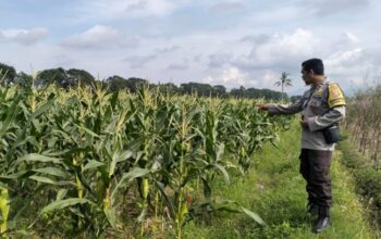 Dukung Ketahanan Pangan Nasional, Polsek Labuapi Dampingi Petani Lokal di Lombok Barat