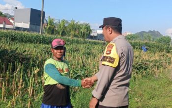 Menjelang Fase Generatif Tanaman Jagung, Ini Aksi Bhabinkamtibmas Amankan Ketahanan Pangan Nasional