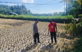 Menjaga Ketahanan Pangan Nasional dari Desa, Polri Dampingi Petani Kuripan Hadapi Tantangan MT3