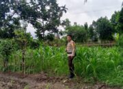 Dukung Ketahanan Pangan, Polsek Labuapi Intensifkan Pendampingan Petani Jagung