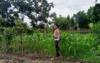 Dukung Ketahanan Pangan, Polsek Labuapi Intensifkan Pendampingan Petani Jagung