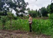 Upaya Polsek Labuapi Jaga Stabilitas Bahan Pokok dan Ketahanan Pangan di Terong Tawah