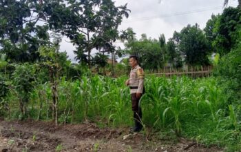 Upaya Polsek Labuapi Jaga Stabilitas Bahan Pokok dan Ketahanan Pangan di Terong Tawah