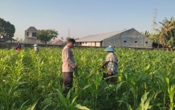 Wujud Sinergi Polri dan Petani, Bhabinkamtibmas Kuranji Dalang Perkuat Ketahanan Pangan Lombok Barat