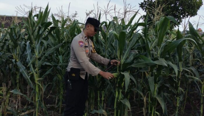 Aksi Nyata Polsek Labuapi Dampingi Warga Sulat Lahan Pasif Jadi Sumber Pangan