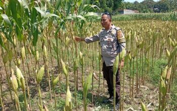 Wujudkan Kemandirian Pangan Perdesaan, Langkah Nyata Polsek Labuapi Dampingi Sektor Produktif Warga