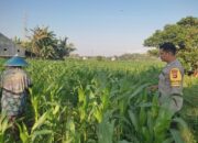 Sinergi Polri dan Petani di Lombok Barat: Optimalkan Pekarangan Rumah demi Ketahanan Pangan