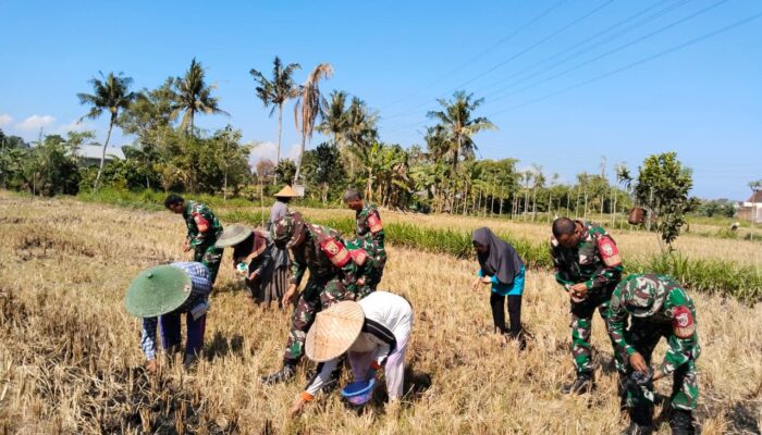 Babinsa Koramil 1606-07/Gunungsari Dampingi KWT Sesela Tanam Jagung
