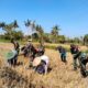 Babinsa Koramil 1606-07/Gunungsari Dampingi KWT Sesela Tanam Jagung