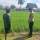 Bhabinkamtibmas Desa Uma Beringin Tinjau Lahan Padi dan Imbau Pemanfaatan Pekarangan
