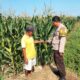 DUKUNG KETAHANAN PANGAN, BHABINKAMTIBMAS POLSEK HU’U PANTAU LAHAN JAGUNG WARGA DI DESA CEMPI JAYA
