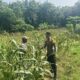 DUKUNG KETAHANAN PANGAN NASIONAL, BHABINKAMTIBMAS DESA PACING POLSEK PARENGAN MELAKSANAKAN PENDAMPINGAN PETANI JAGUNG DI DESA PACING KEC. PARENGAN.