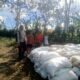 Bhabinkamtibmas Desa Rarak Ronges Dampingi Panen Jagung Tahap III, Pastikan Hasil Petani Terserap Pasar
