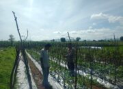 DORONG PEMANFAATAN LAHAN PEKARANGAN UNTUK KETAHANAN PANGAN, BHABINKAMTIBMAS DESA SUKA DAMAI SAMBANG WARGA