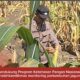 Bhabinkamtibmas Polsek Widang Monitoring Pertumbuhan Jagung