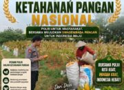 BRIPDA SHANDY MONITORING PANEN JAGUNG DI BANCAR, DUKUNG KETAHANAN PANGAN